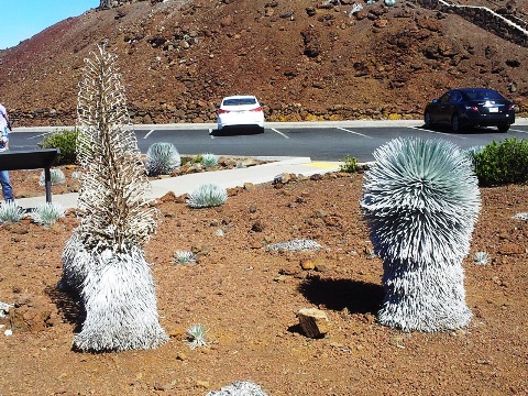 Silversword plants